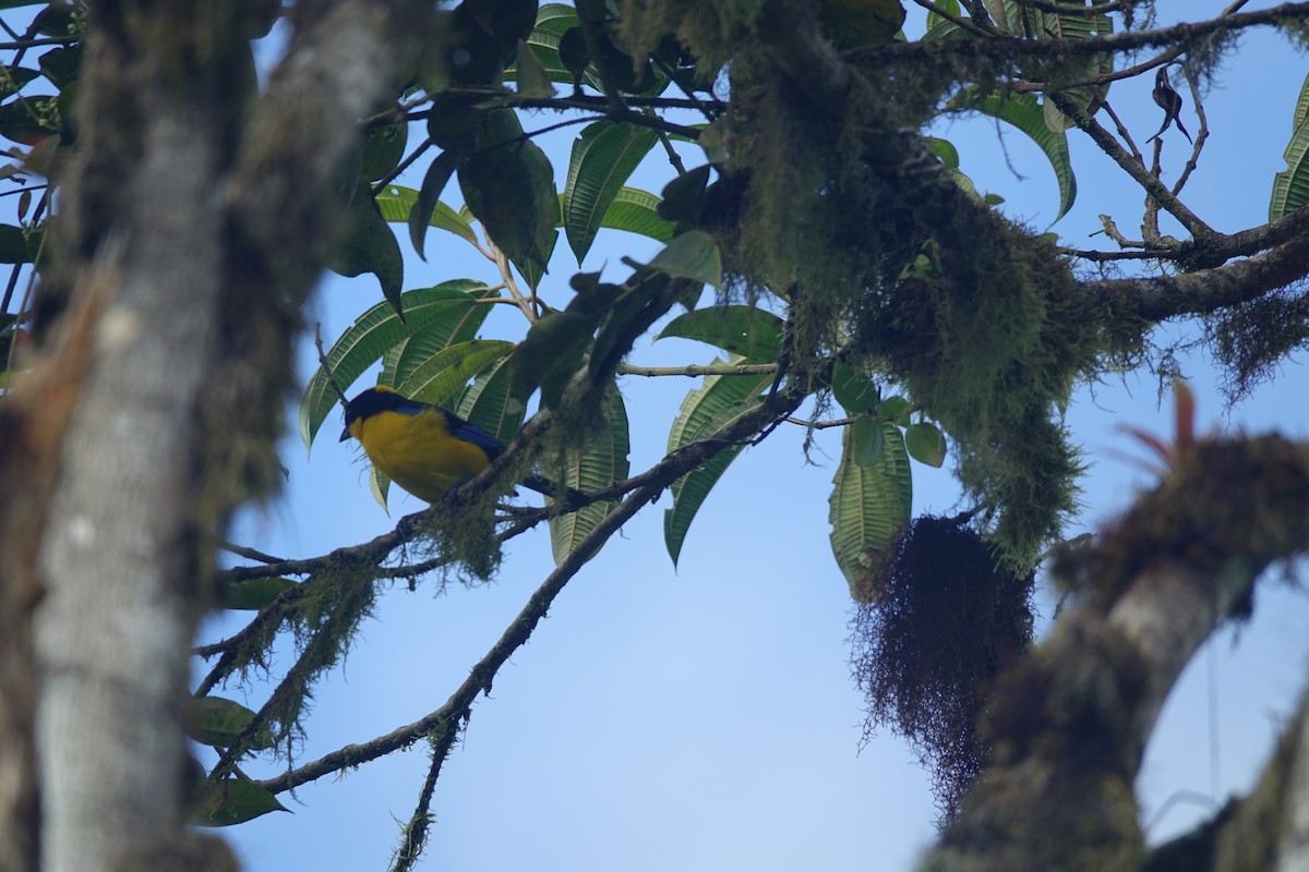 Blue-winged Mountain Tanager - ML602490921