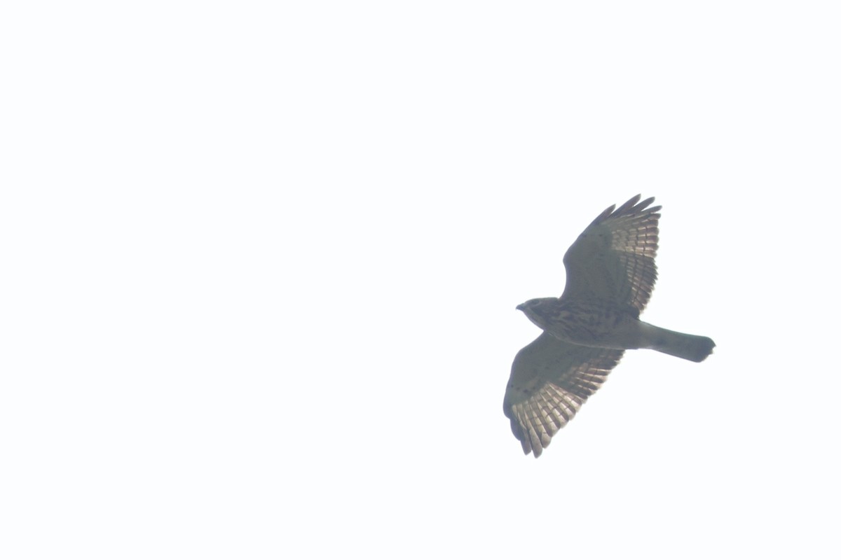 Broad-winged Hawk - Tim Lenz