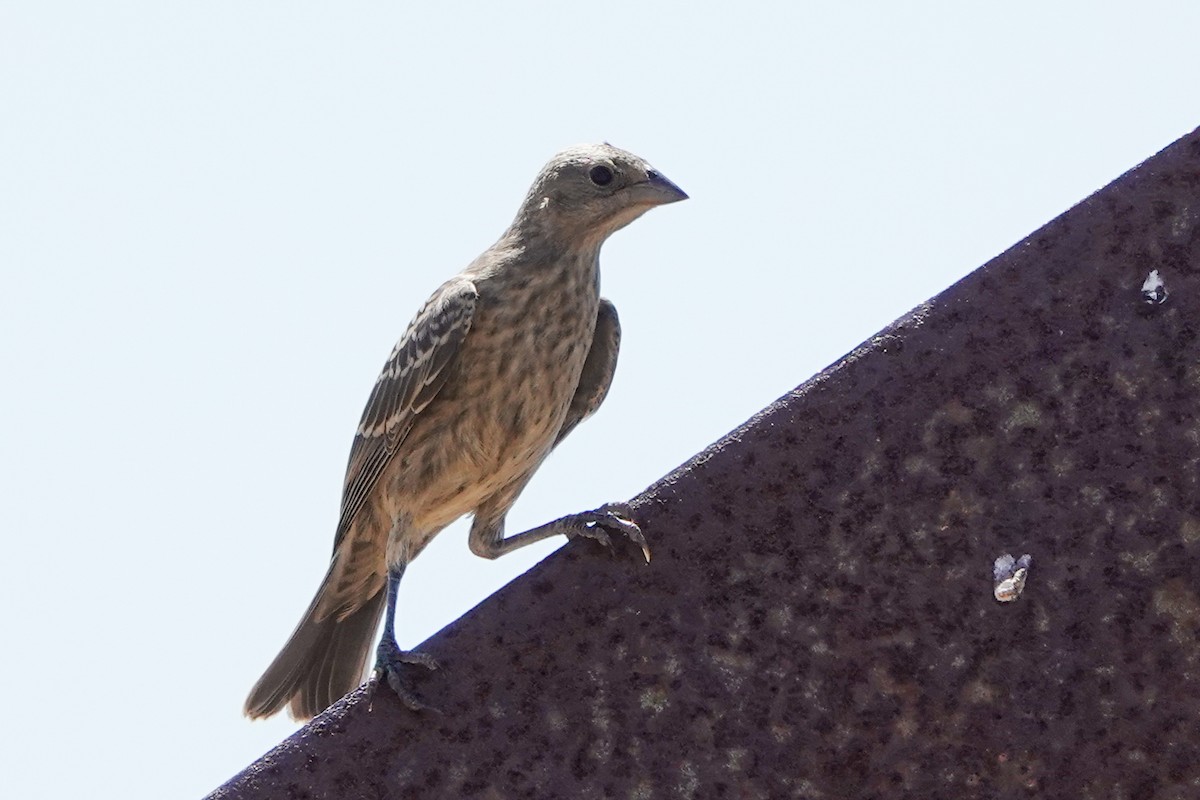 Brown-headed Cowbird - ML602492711