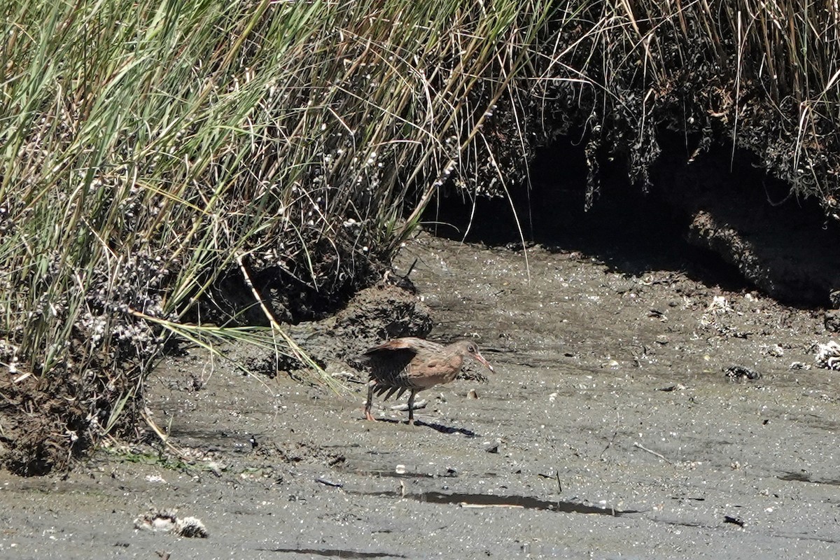 Ridgway's Rail - ML602492891