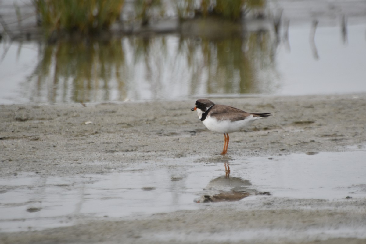 Semipalmated Plover - ML602493441