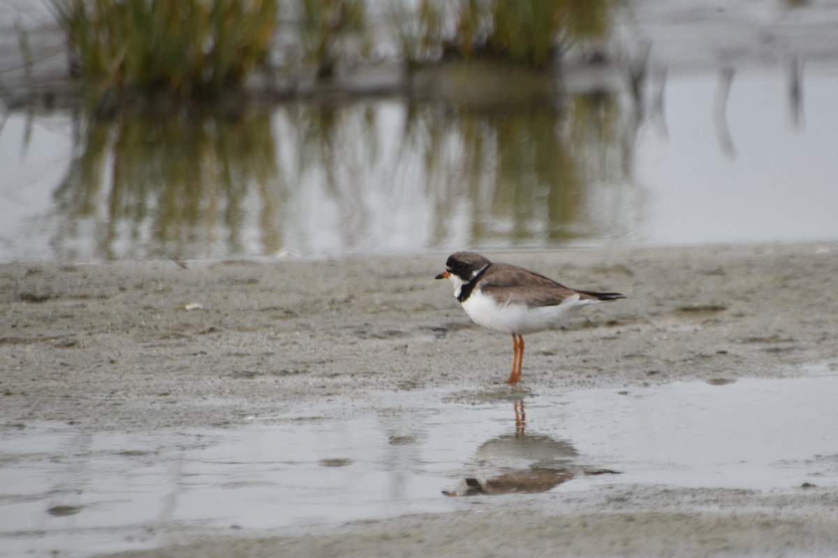 Semipalmated Plover - ML602493521