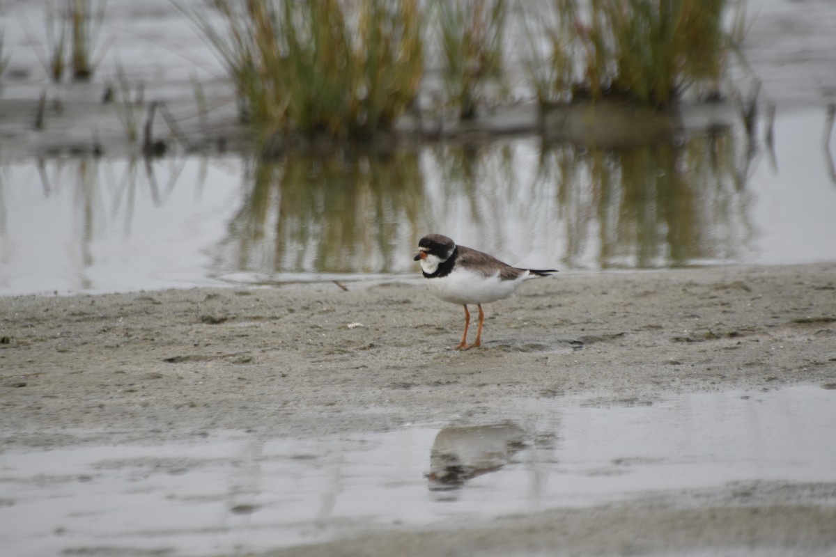 Semipalmated Plover - ML602493561