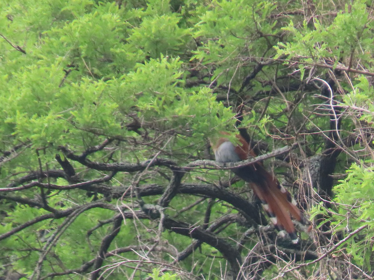 Squirrel Cuckoo - ML602493641