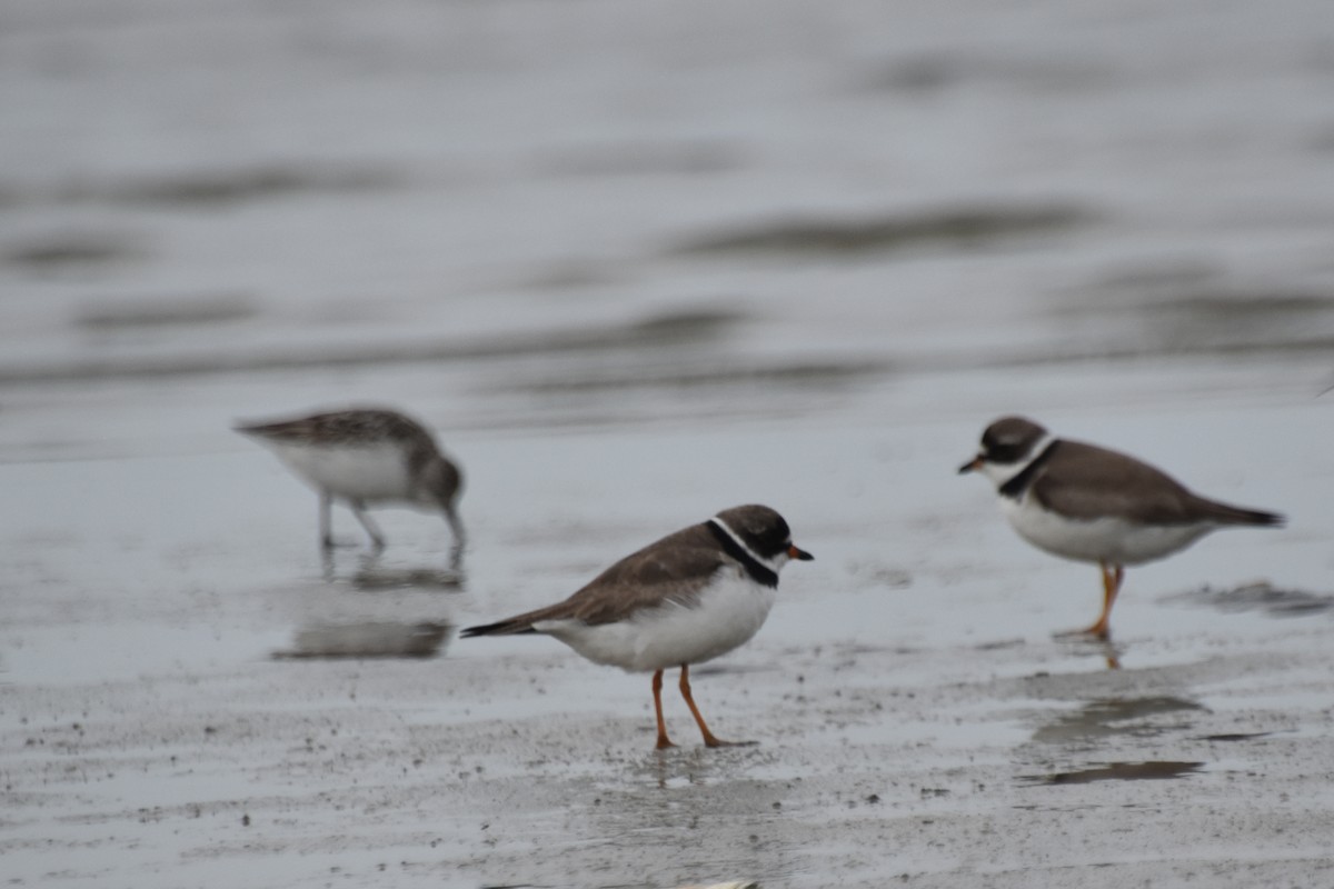 Semipalmated Plover - ML602493661