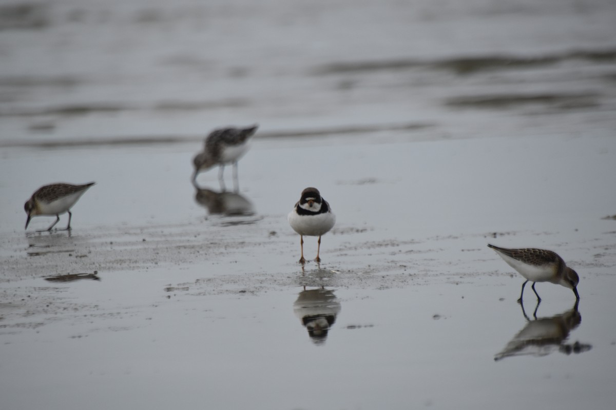 Semipalmated Plover - ML602493691