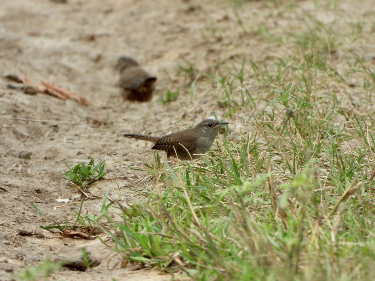 House Wren - ML602494451