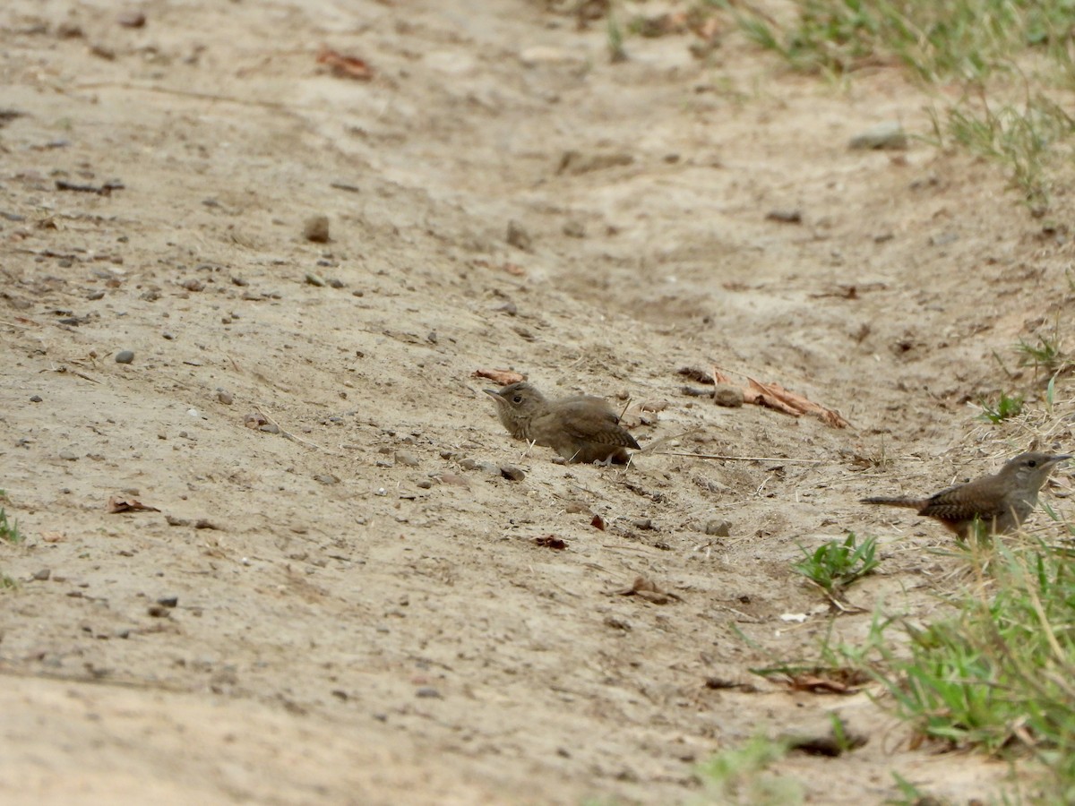 House Wren - ML602494461