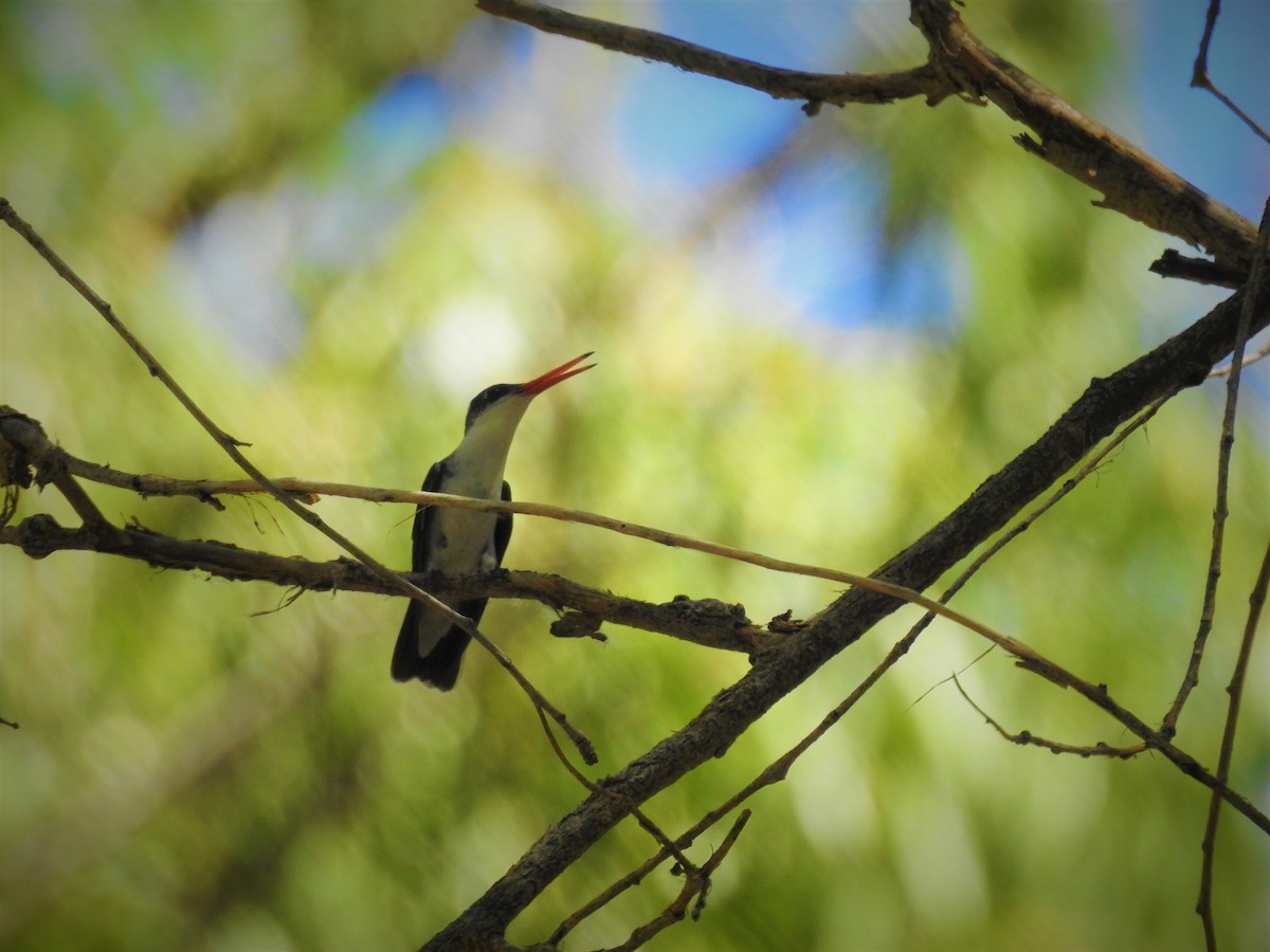 Violet-crowned Hummingbird - ML602494551