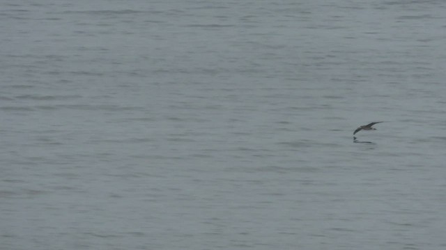 Black-footed Albatross - ML602495071
