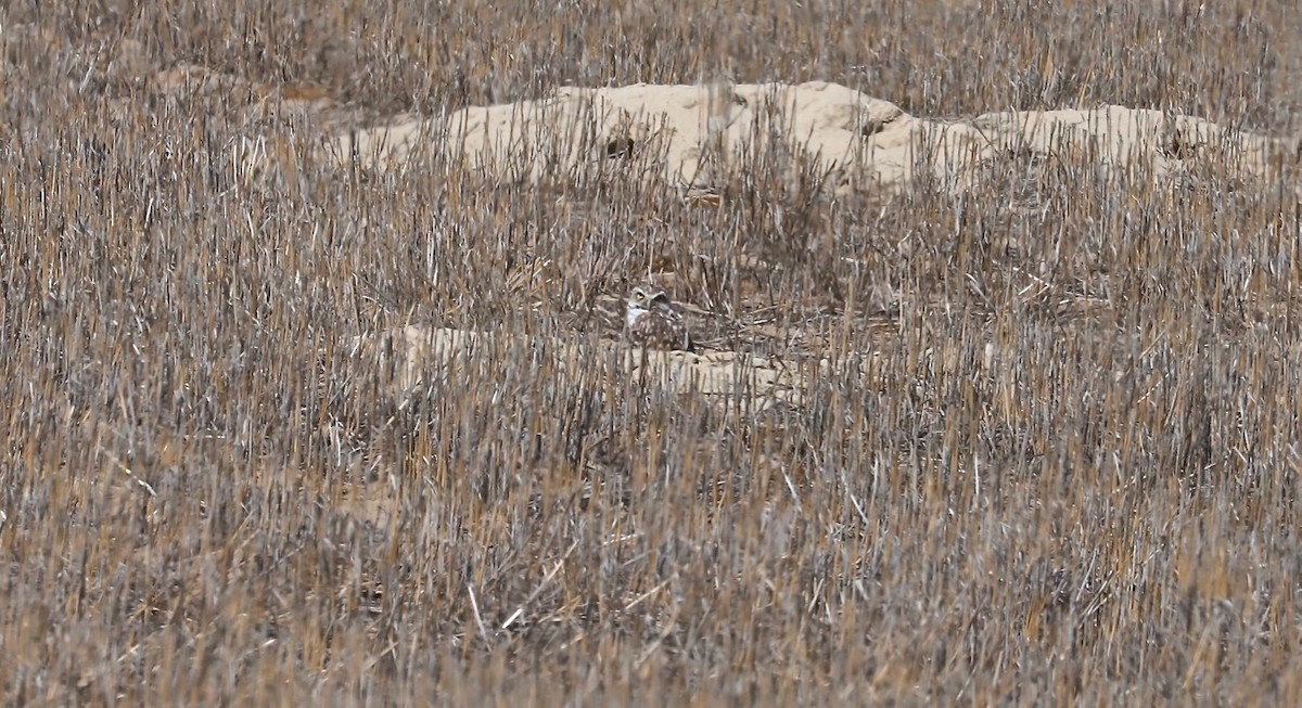 Burrowing Owl - ML602495201