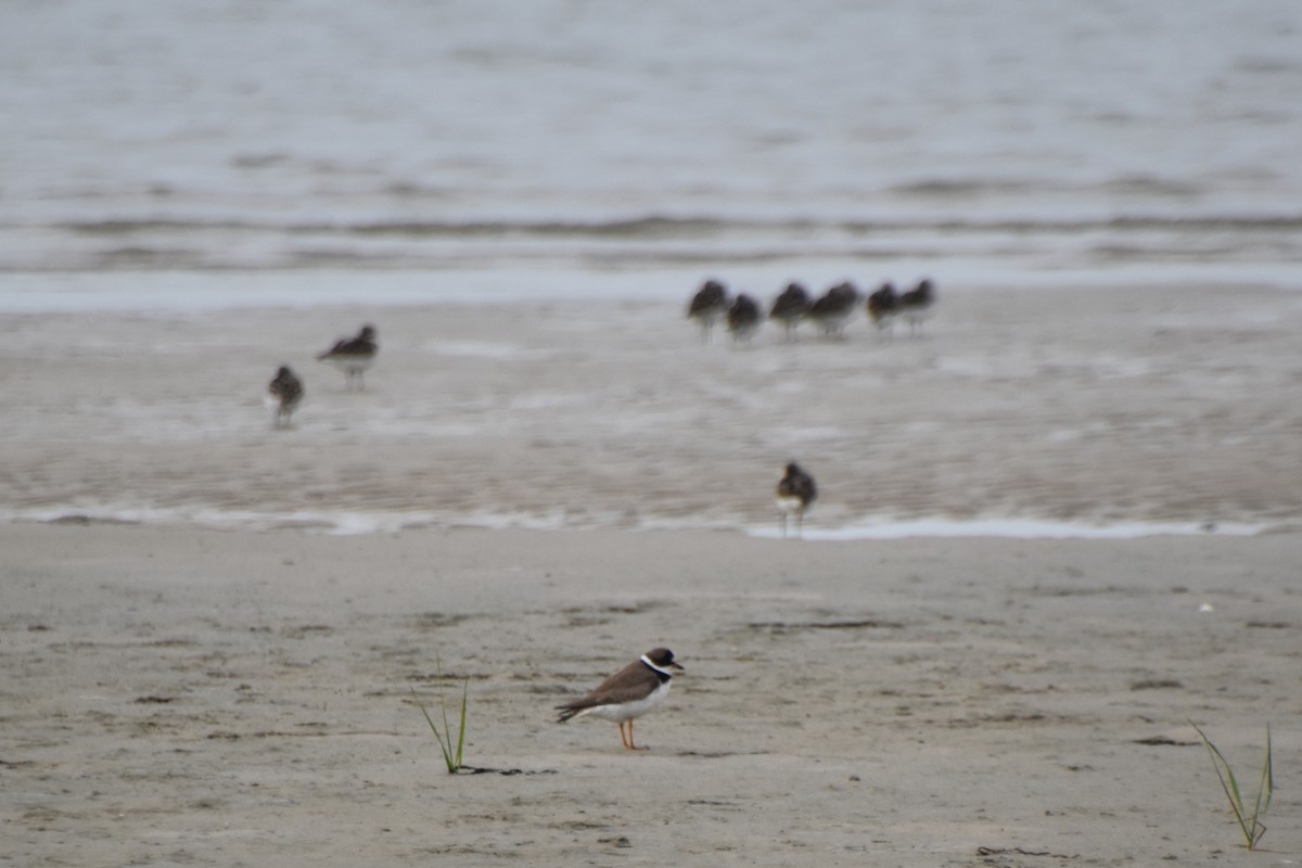 Semipalmated Plover - ML602495431