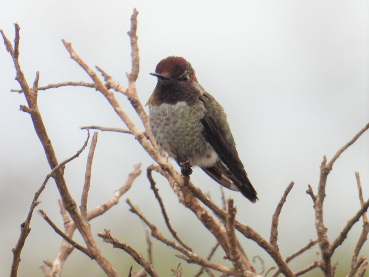 Anna's Hummingbird - ML602495561