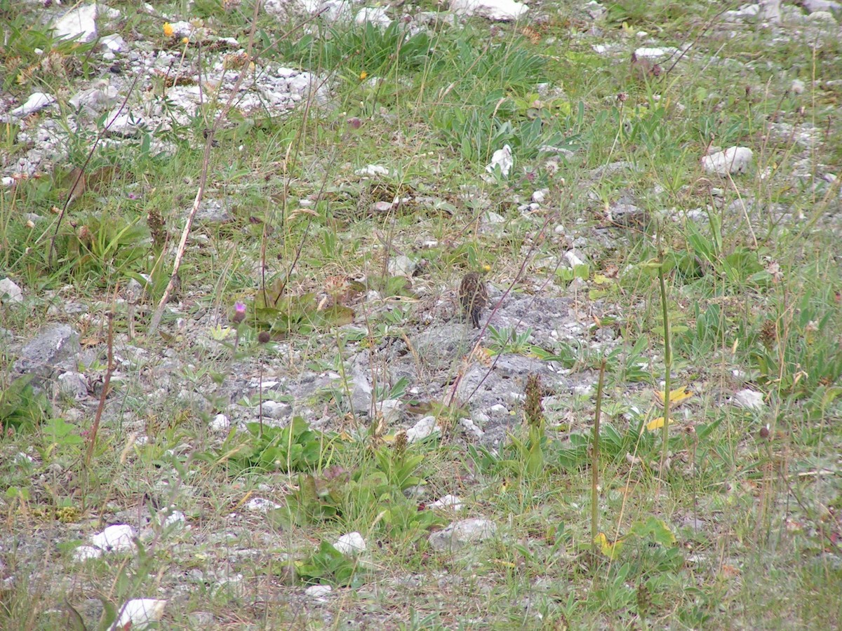 Eurasian Linnet - Patrick Kelly