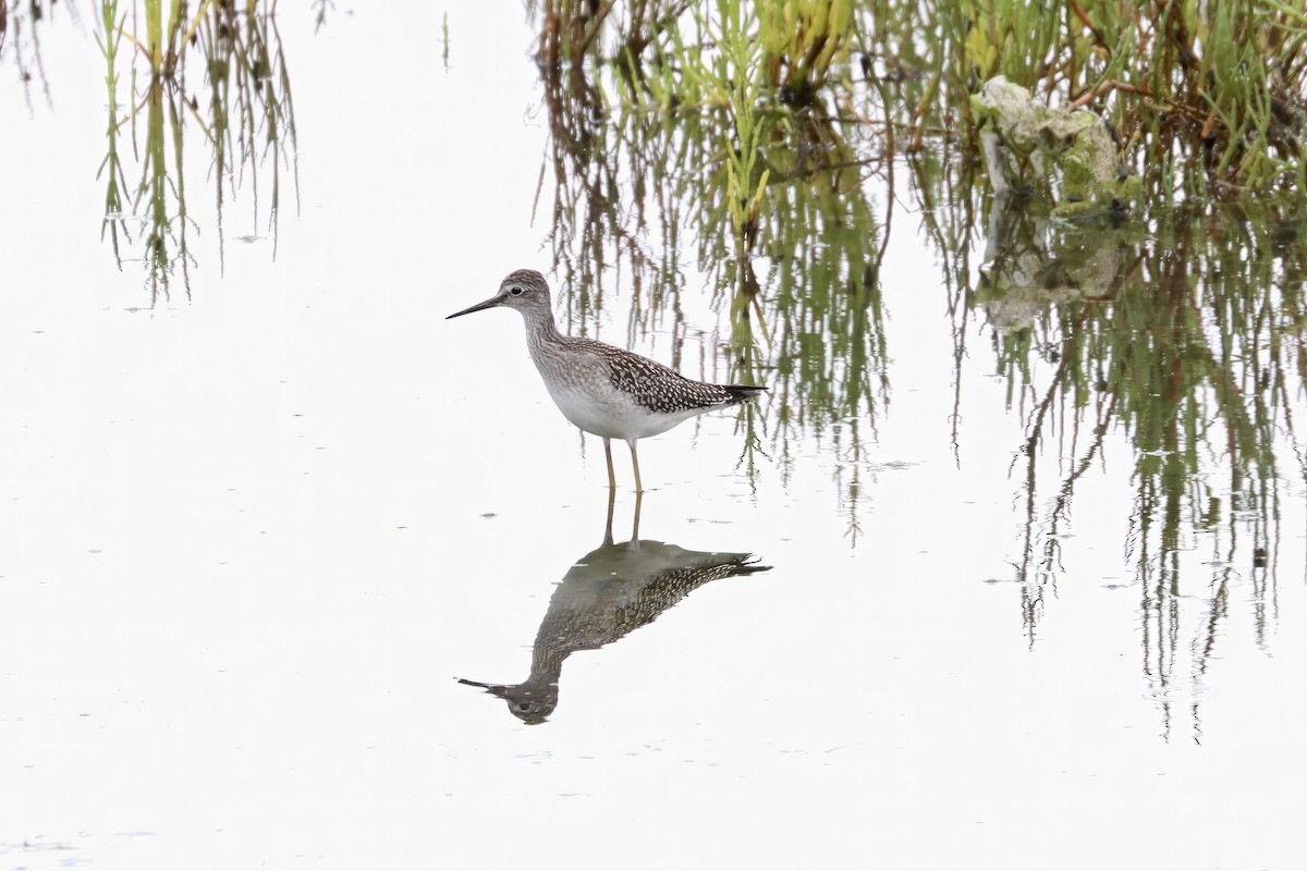 Lesser Yellowlegs - ML602497261