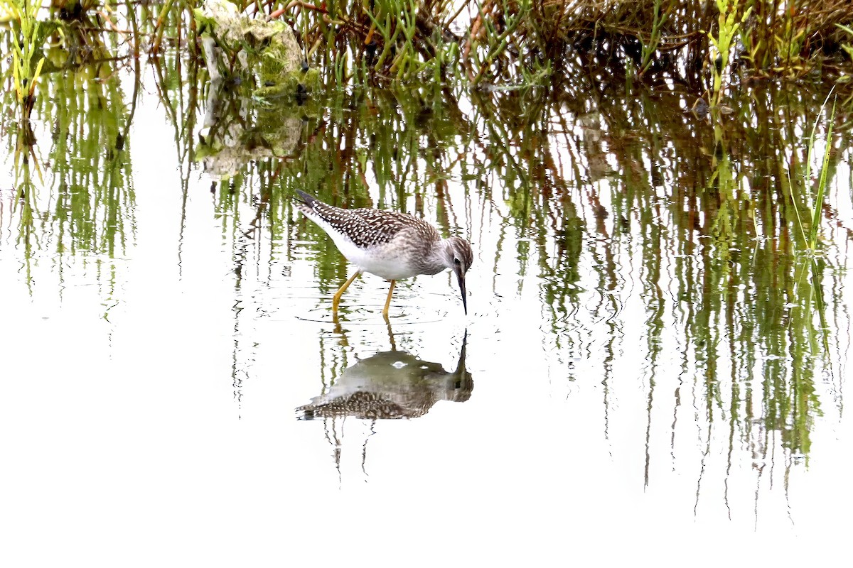 Lesser Yellowlegs - ML602497331