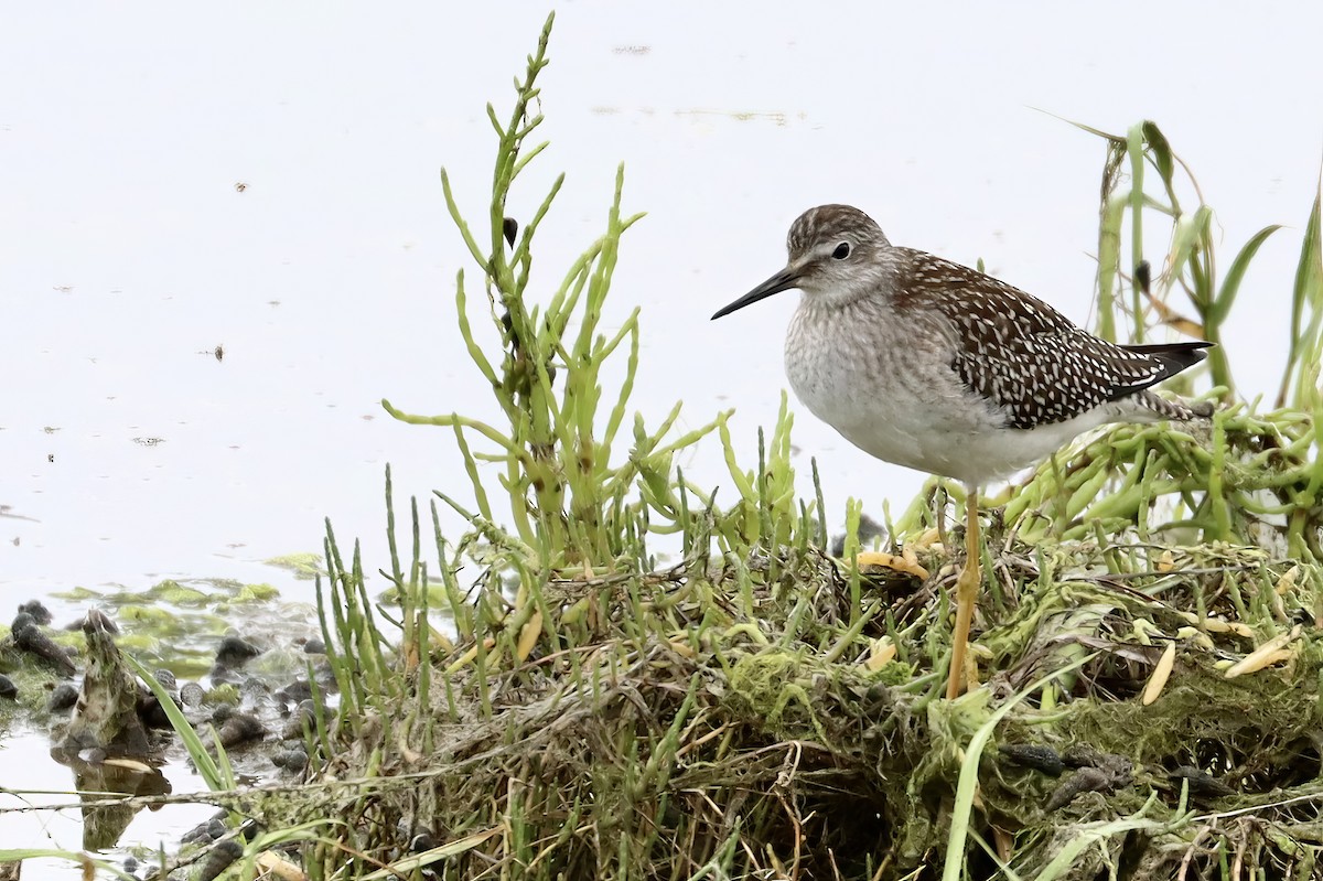 Lesser Yellowlegs - ML602497361