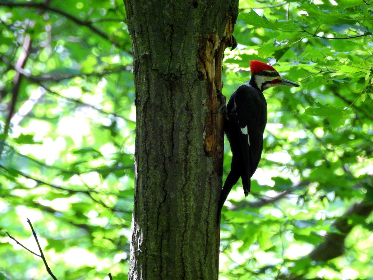 Pileated Woodpecker - ML60249811