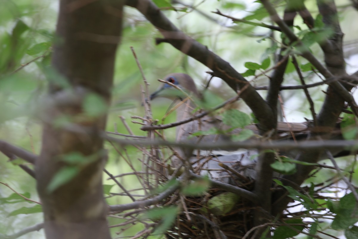 White-winged Dove - ML602498281