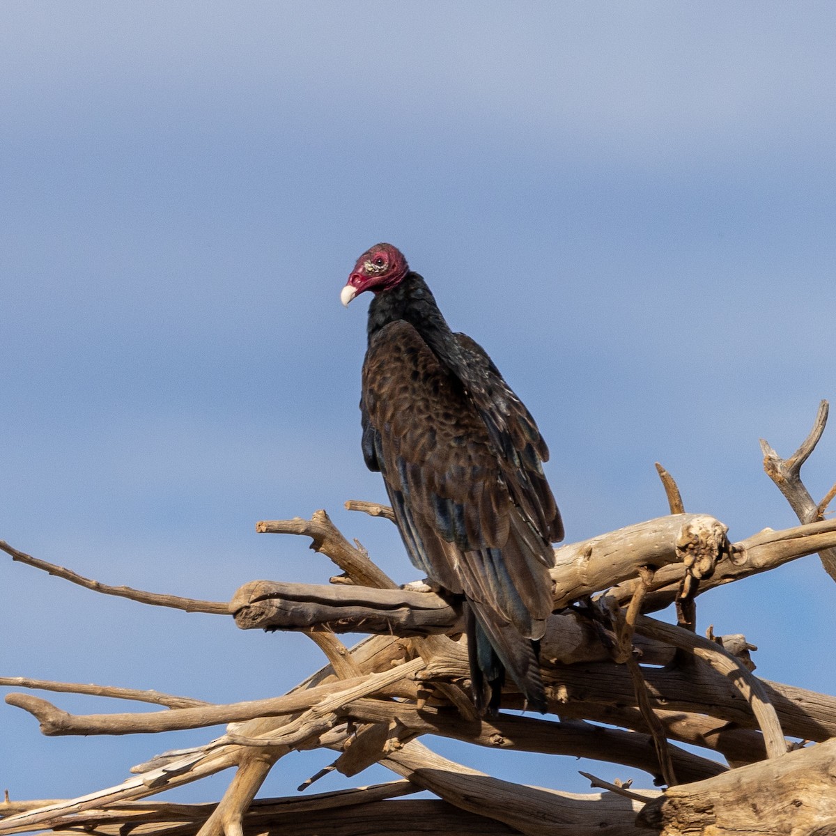 Urubu à tête rouge - ML602498311