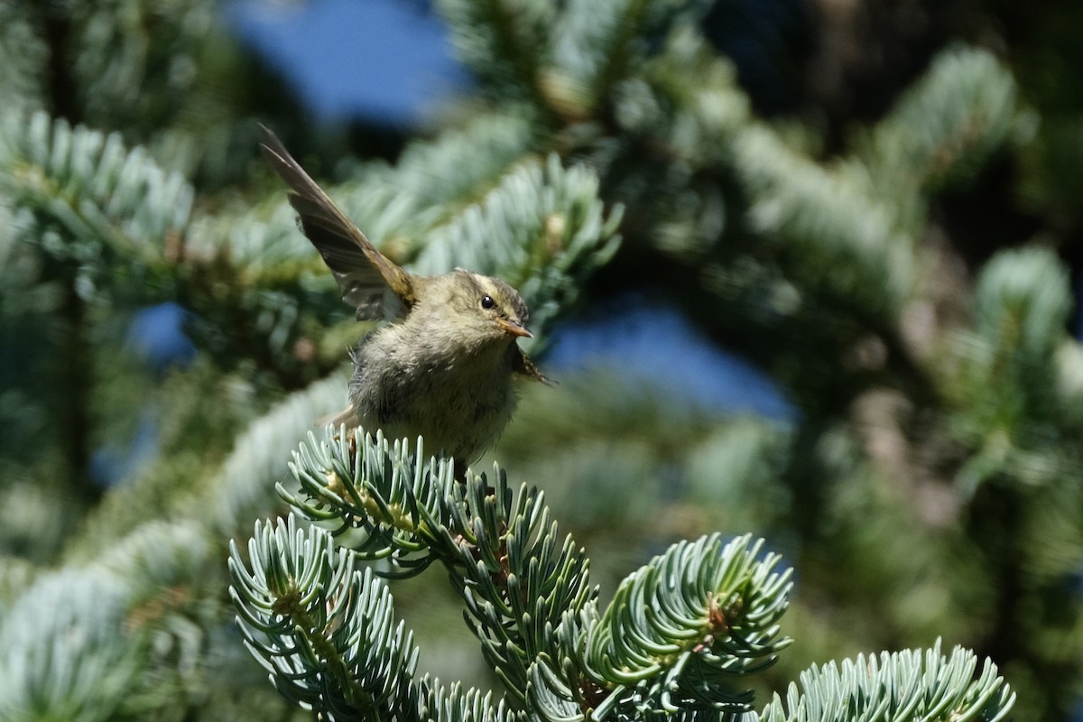 Buff-barred Warbler - ML602498441