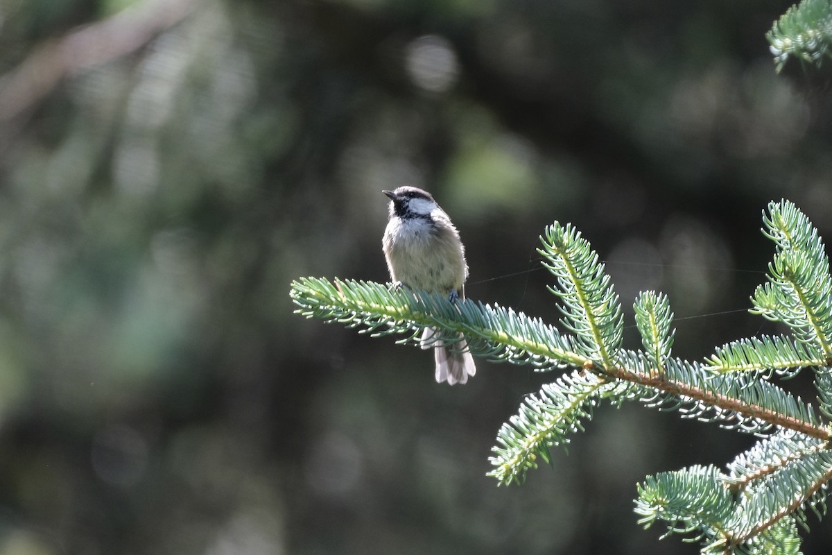 Sichuan Tit - ML602498571