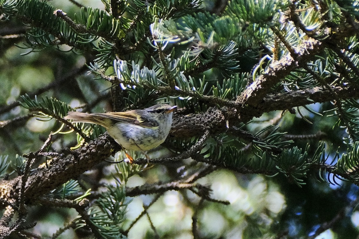 Gansu Leaf Warbler - ML602498691