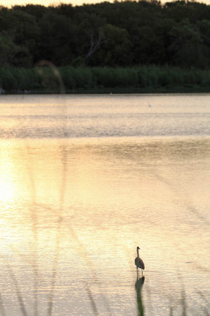 Tricolored Heron - ML602499651