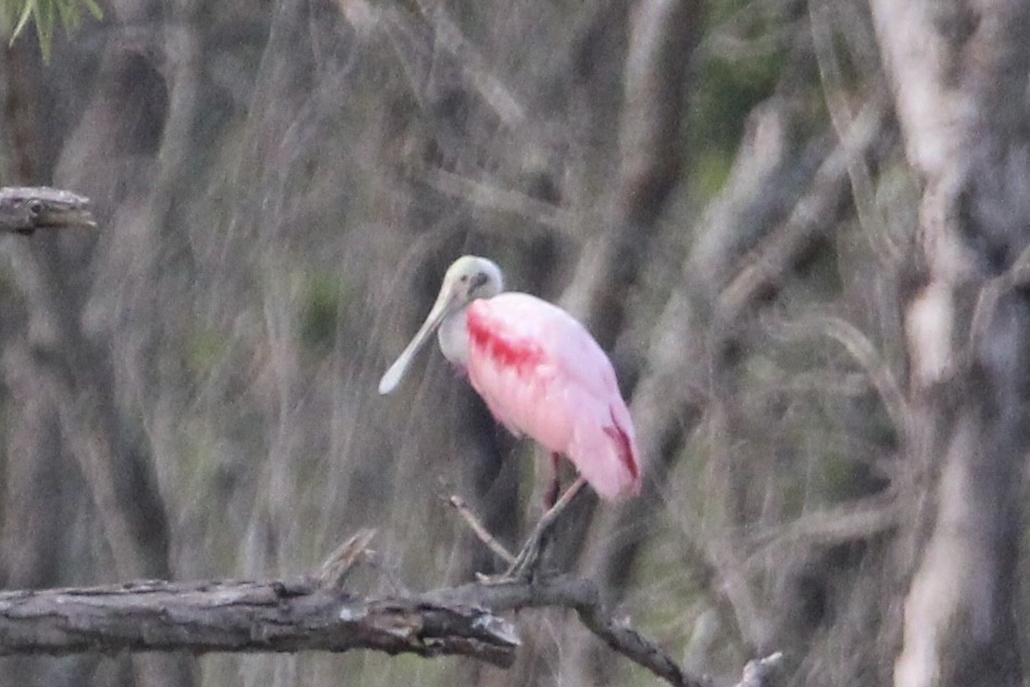 Roseate Spoonbill - ML602499751