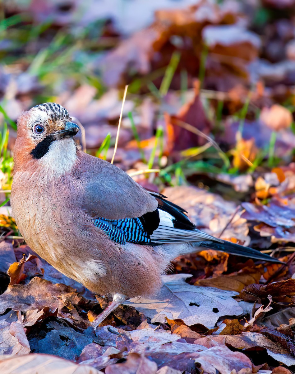 Eurasian Jay - ML602499931