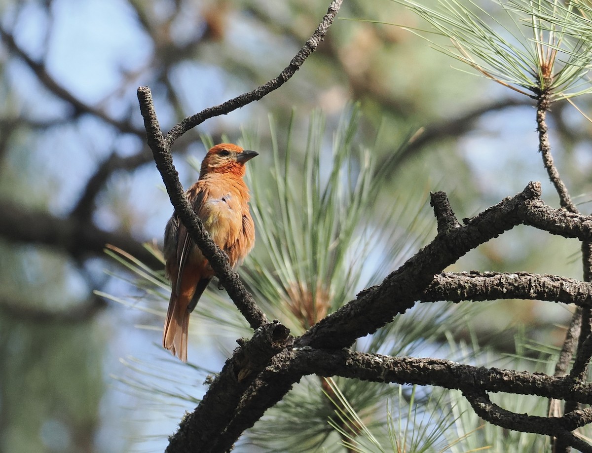 Hepatic Tanager - ML602500001