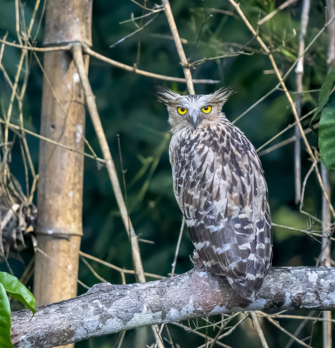 Buffy Fish-Owl - William Richards