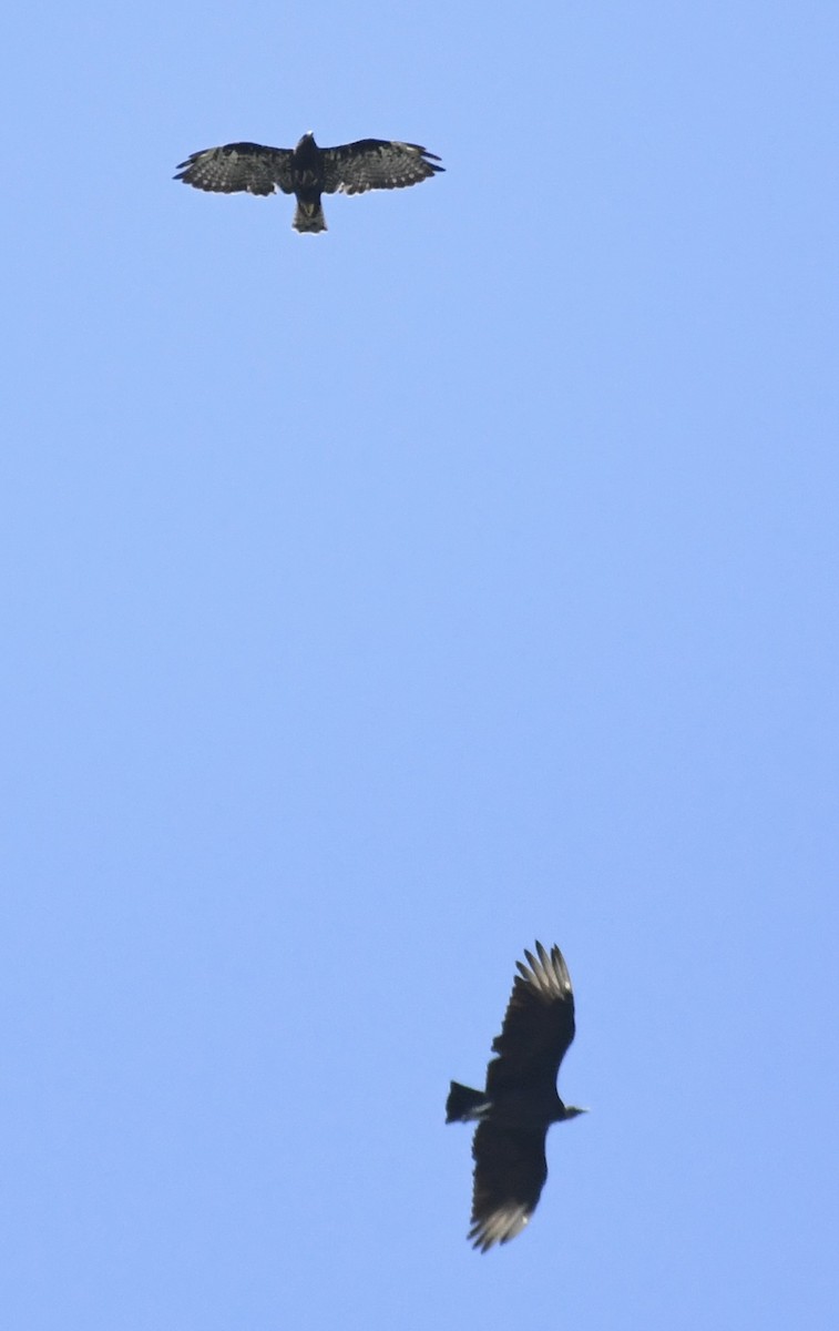 Black Vulture - ML602500761