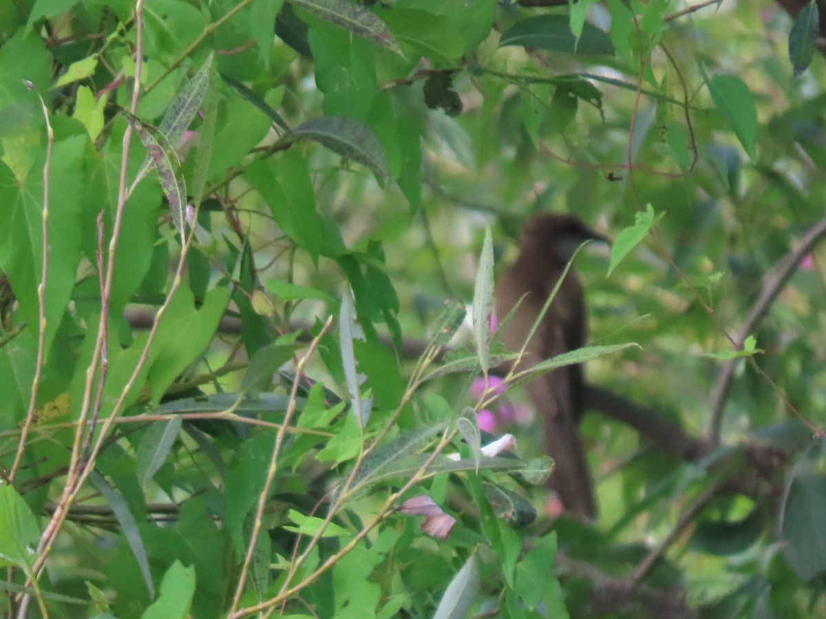 Black-billed Cuckoo - ML602502121