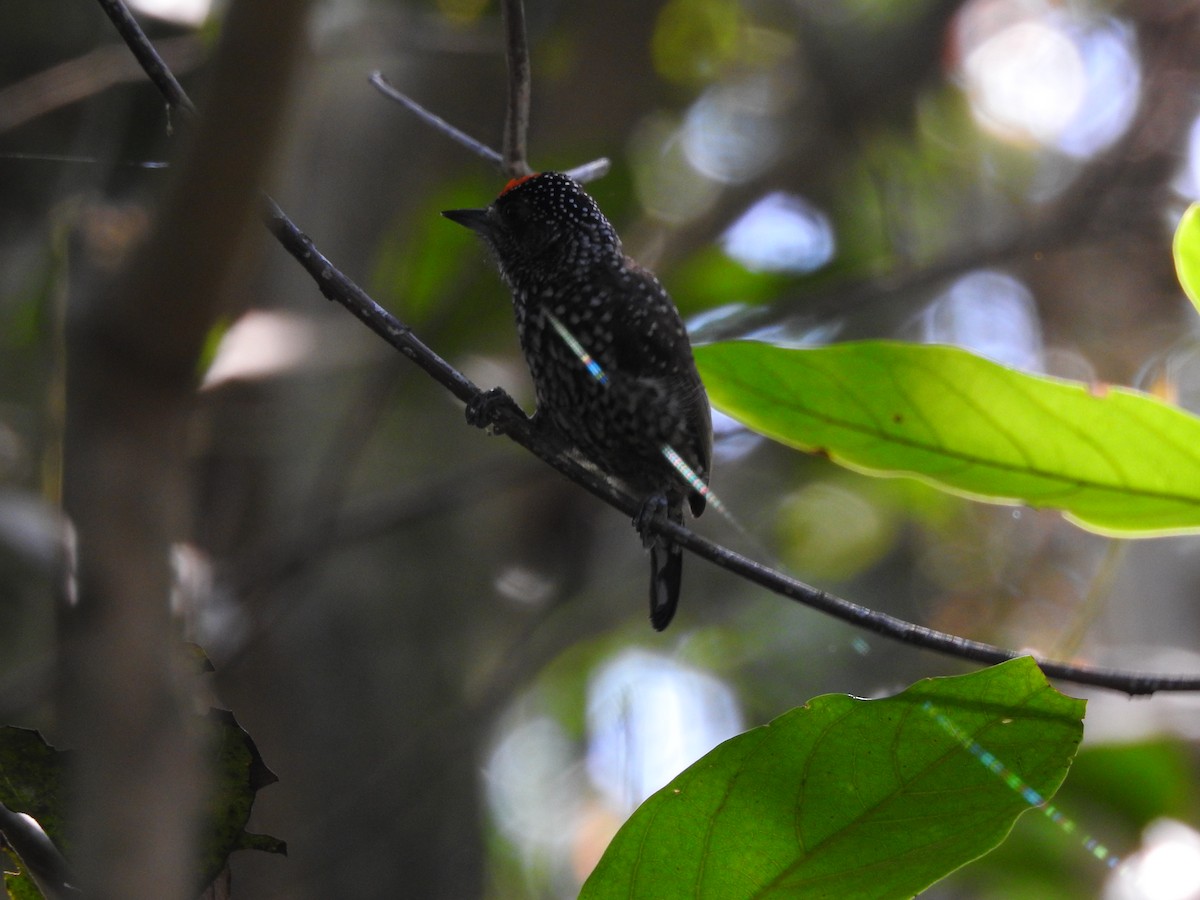 White-wedged Piculet - Moroni - PassarinWeb