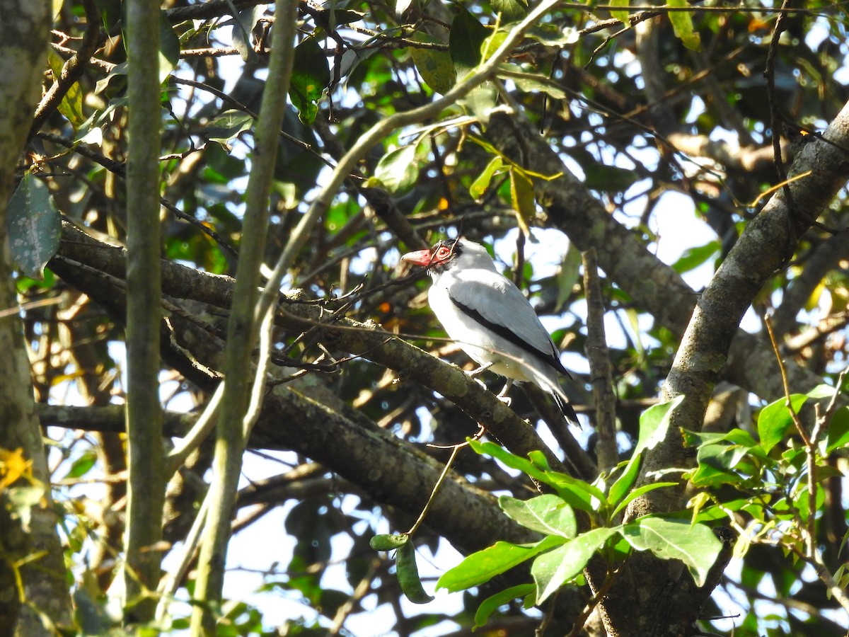 Black-tailed Tityra - Moroni - PassarinWeb