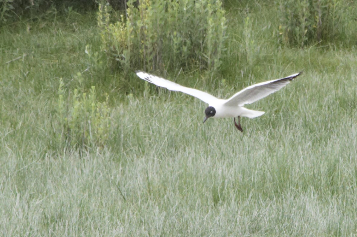 Andean Gull - María Ester Quiroga