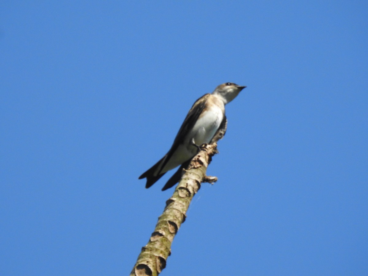 Brown-chested Martin - ML602503481