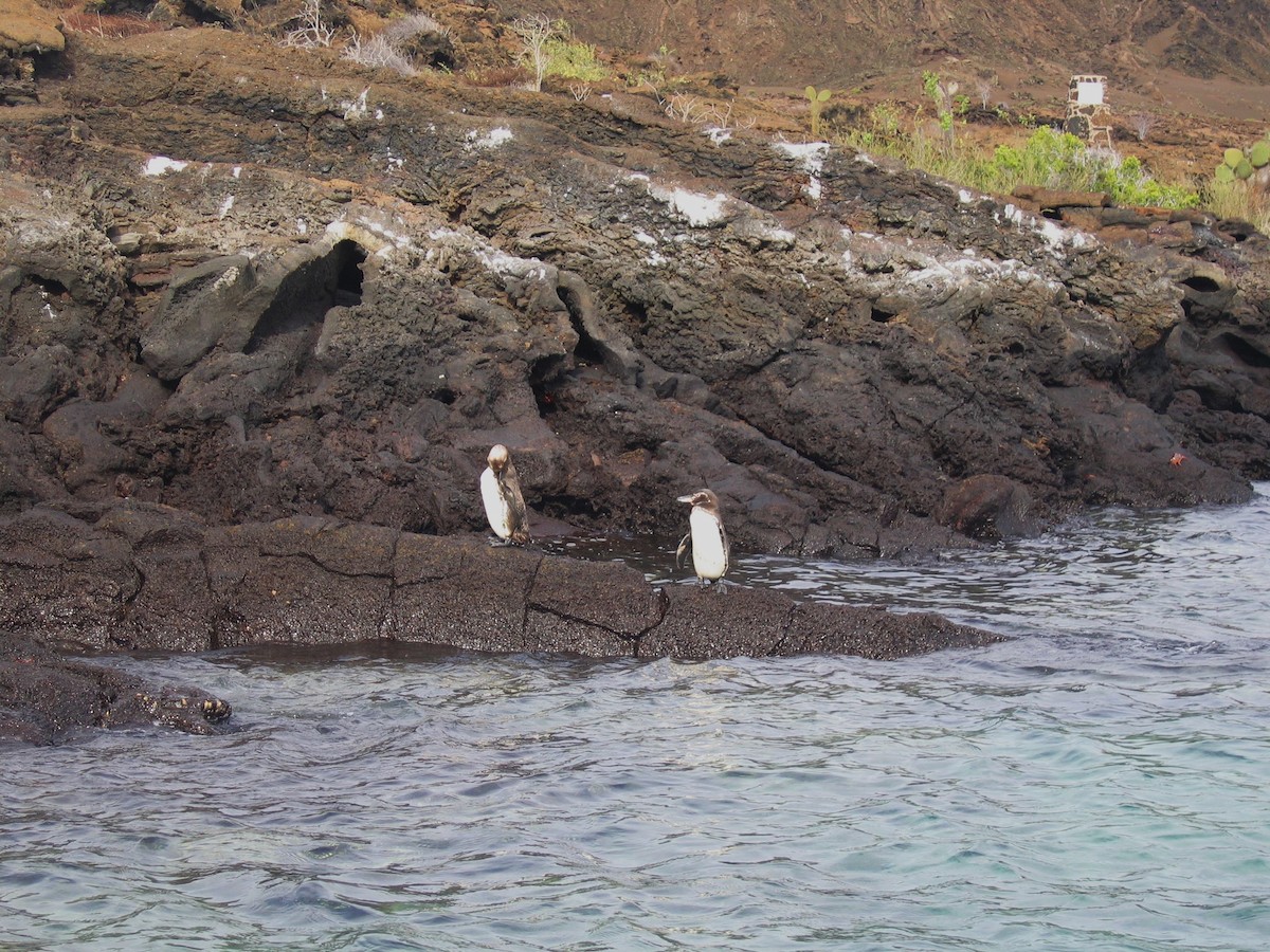 Manchot des Galapagos - ML602503771