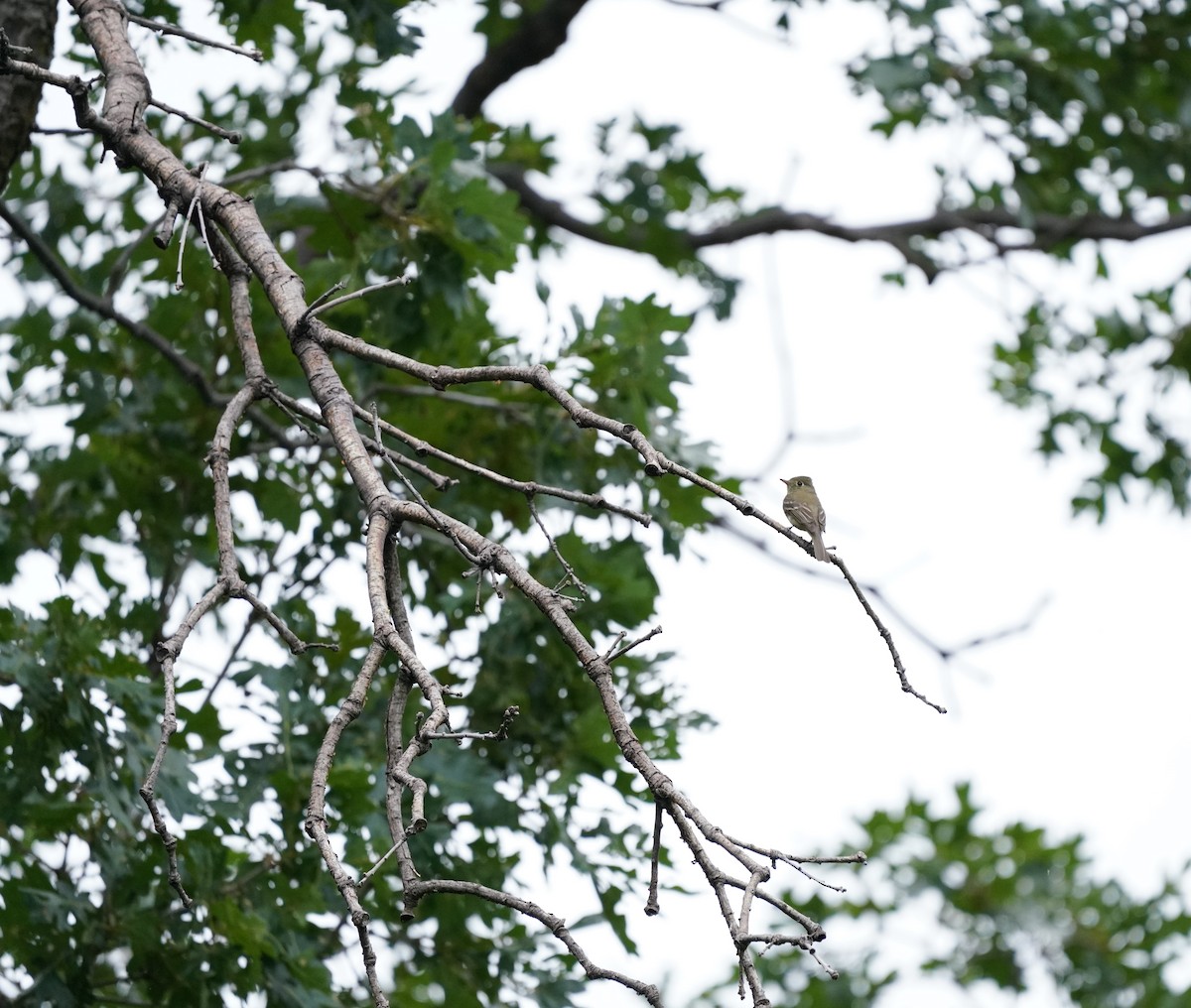 Western Flycatcher (Cordilleran) - ML602504391