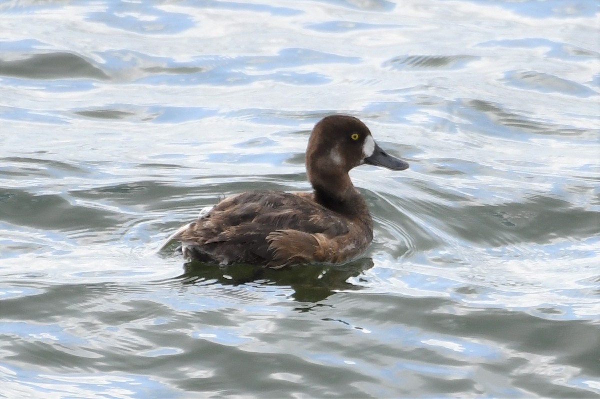 Lesser Scaup - Jeremy Teague