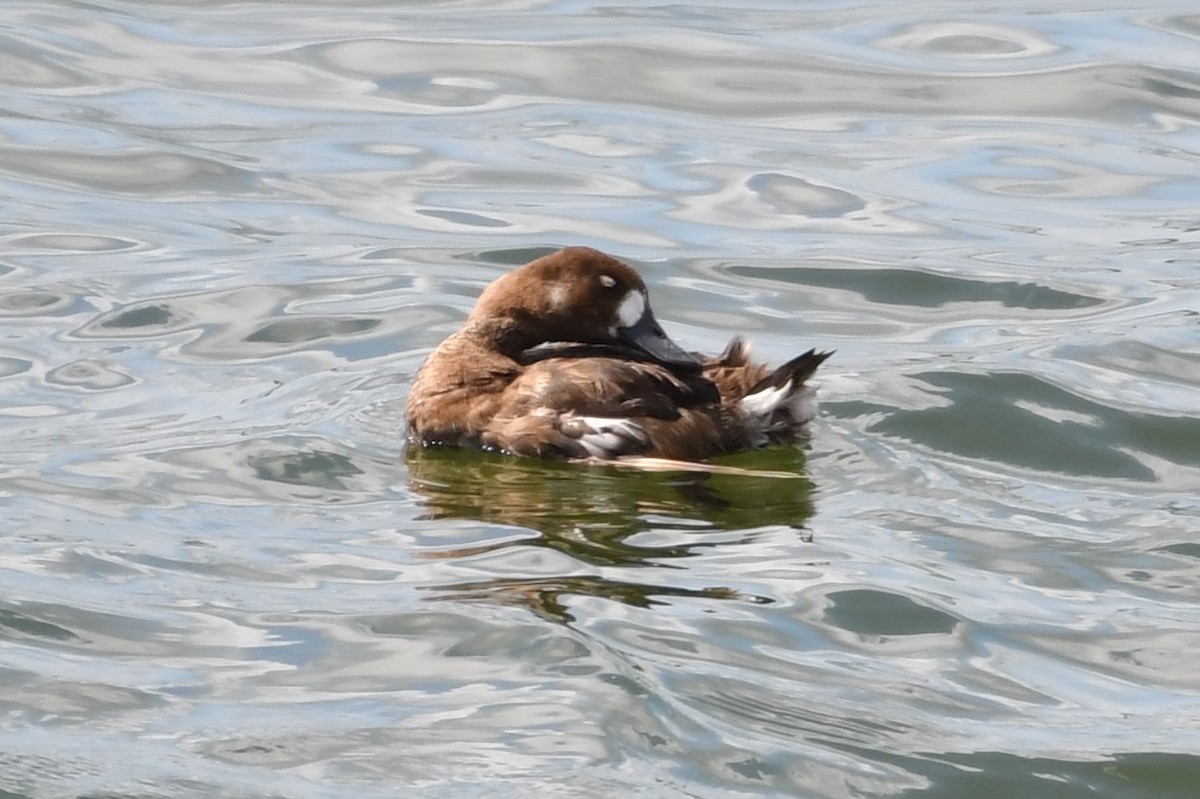 Lesser Scaup - Jeremy Teague