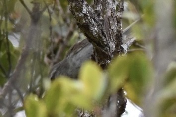 Japanese Bush Warbler - ML602505441