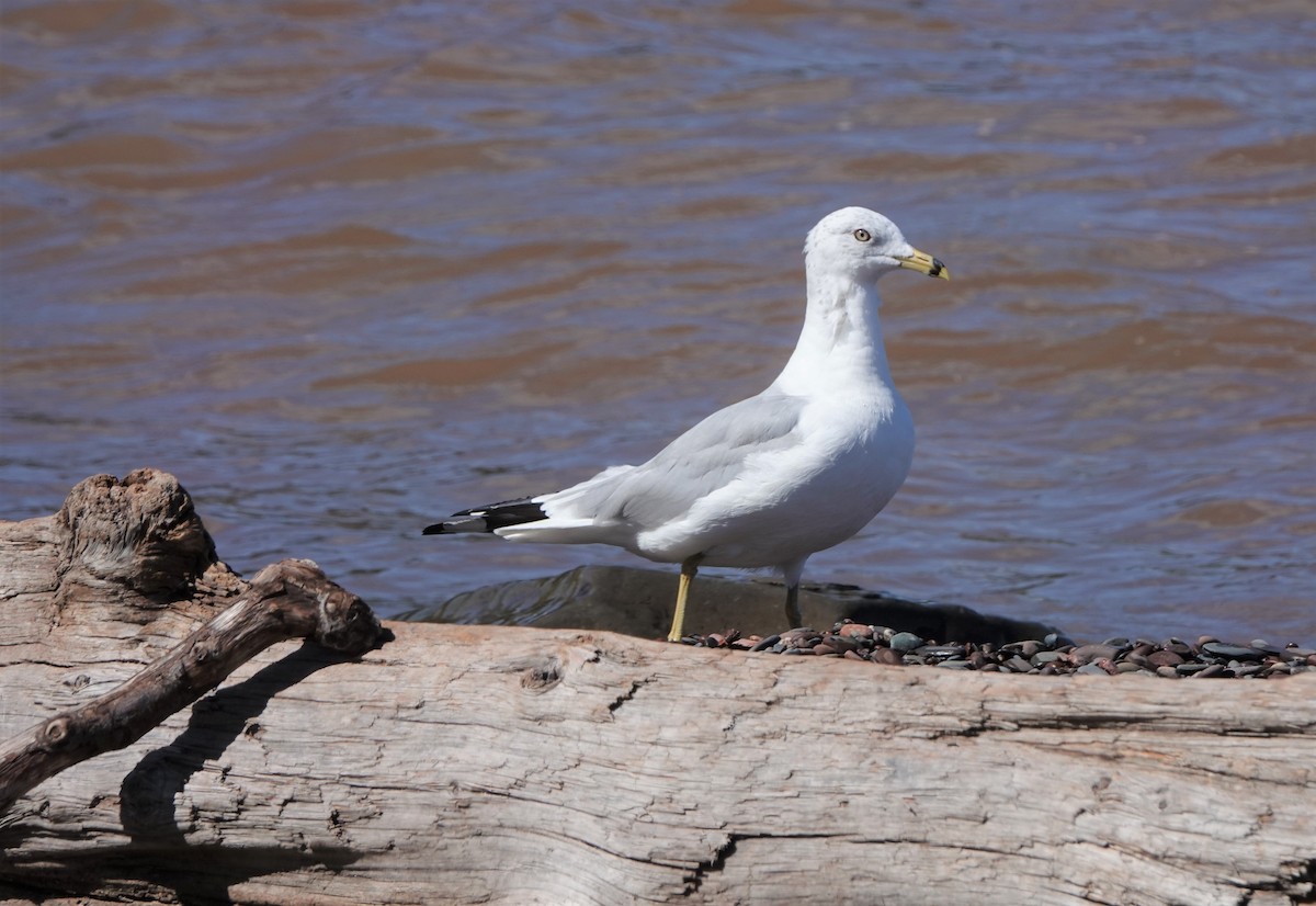 Ring-billed Gull - ML602505901