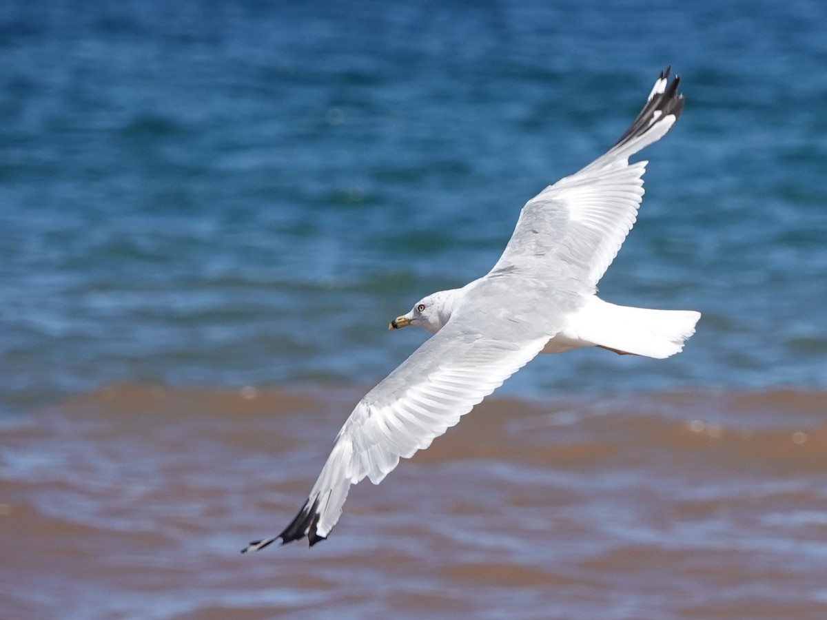 Ring-billed Gull - ML602505911