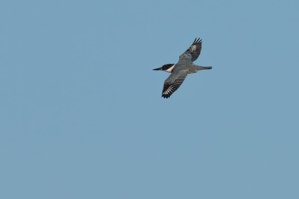 Belted Kingfisher - ML602506041