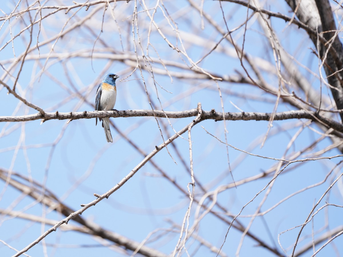 Lazuli Bunting - Henry Meade