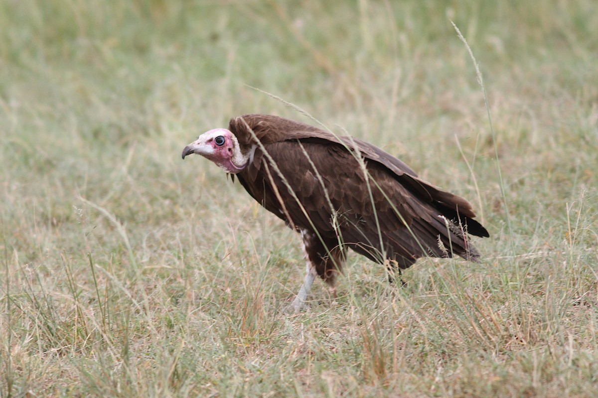 Hooded Vulture - ML602506901