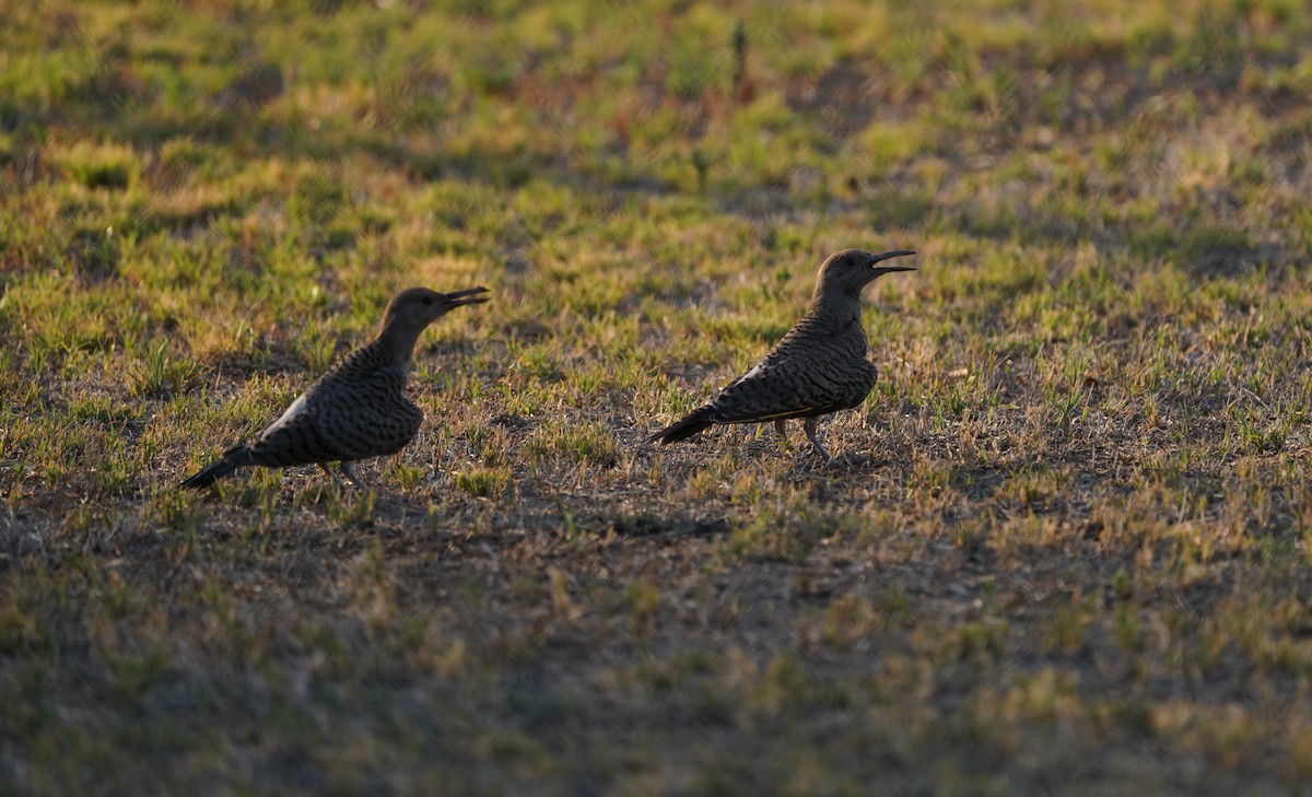 Gilded Flicker - ML602507011