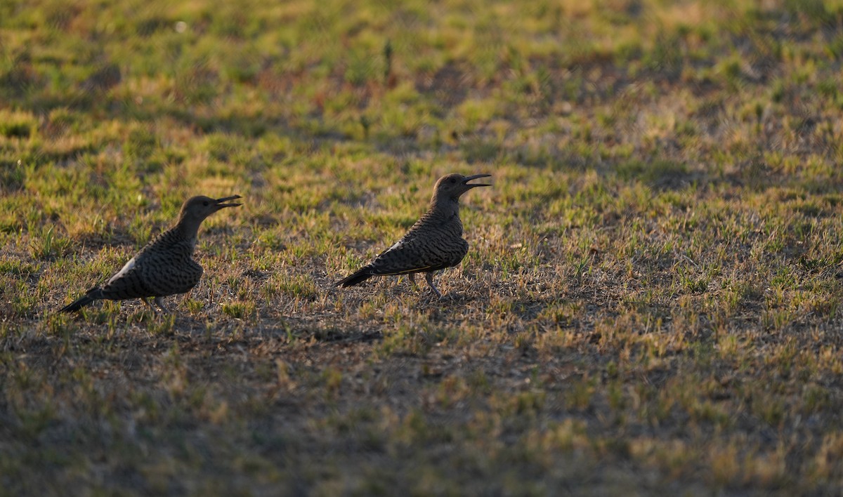 Gilded Flicker - ML602507021